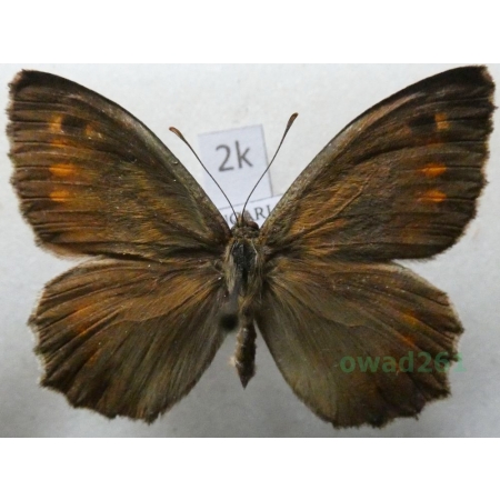 Arethusana arethusa (Denis & Schiffermüller, 1775) male Hungaria2k